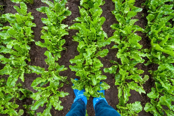 Feuilles Betterave Sucrière Haut Gros Plan Pattes Agriculteur Dans Les — Photo