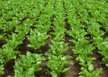 Şeker pancarı yakın çekim, tarımsal tema illüstrasyonu