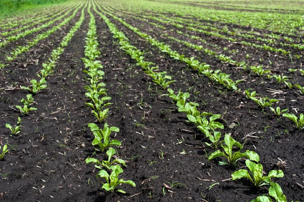 Gros Plan Des Jeunes Feuilles Betterave Sucrière Sur Champ Printemps — Photo