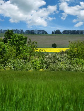 Baharda yeşil tahıl tarlaları, sarı tecavüz ve yalnız ağaçla panoramik tarım arazisi