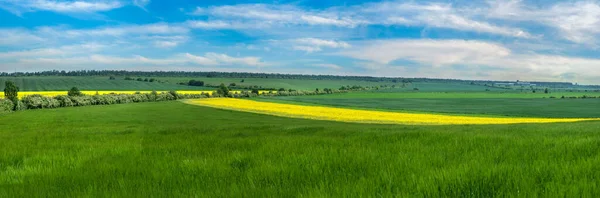 Gelbes Rapsfeld Vor Blauem Himmel Mit Wolken Frühlings Und Sommerpanorama — Stockfoto