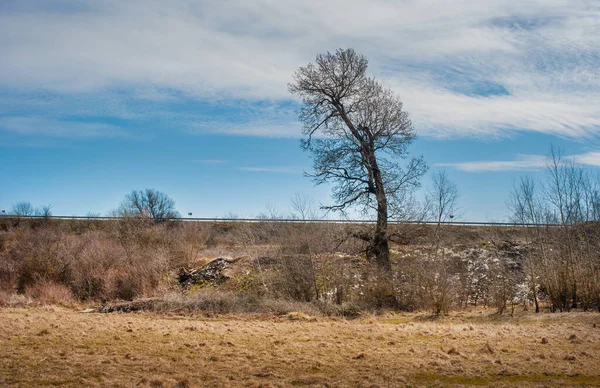 Lkbahar Manzarasında Yalnız Bir Ağaç Kuru Otlarla Dolu Bir Çayır — Stok fotoğraf