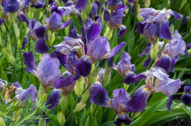 Güzel irisler, mor çiçeklere yakın