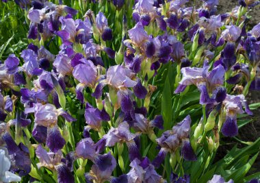 Güzel mor bahar çiçekleri, duvar kağıdı olarak kullanılabilir.