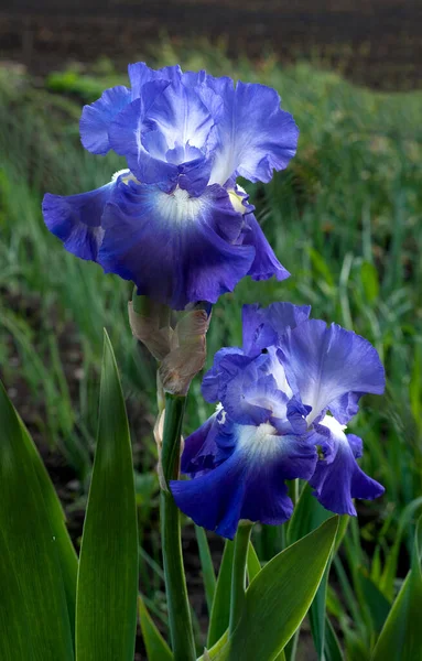 Iris Azul Púrpura Flores Cerca Detalle Sobre Fondo Borroso —  Fotos de Stock