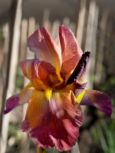 Beautiful Terracotta Red Iris Varietal Selective Focus One Blurred Background — стоковое фото