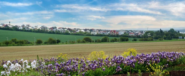 Varietal Iris Edge Field Close Village Horizon — Foto de Stock