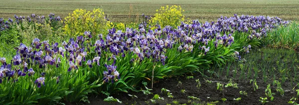 Irideae Purple Irises Garden Spring Sunny Day Gardening Flowers — Photo