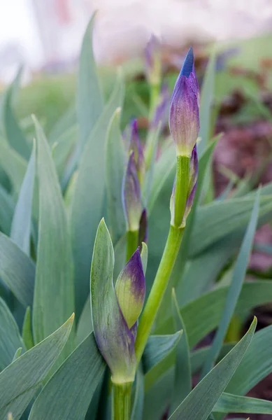 Paarse Irissen Knop Navels Van Bloeiende Bloem Detail Wazige Achtergrond — Stockfoto