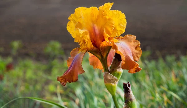 Beautiful Terracotta Yellow Iris Selective Focus One Blurred Background Close — стоковое фото