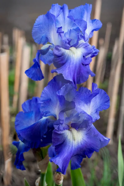 Mavi Mor Iris Çiçeklerine Yakın Çekim Ekran Koruyucu Için Güzel — Stok fotoğraf