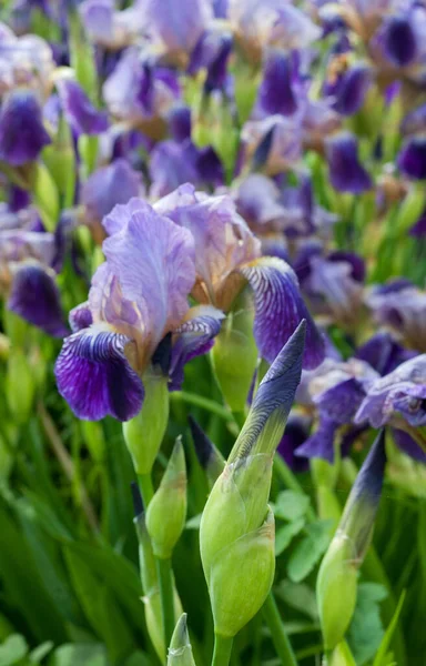 Primer Plano Flores Iris Púrpura Hermoso Fondo Para Protector Pantalla —  Fotos de Stock