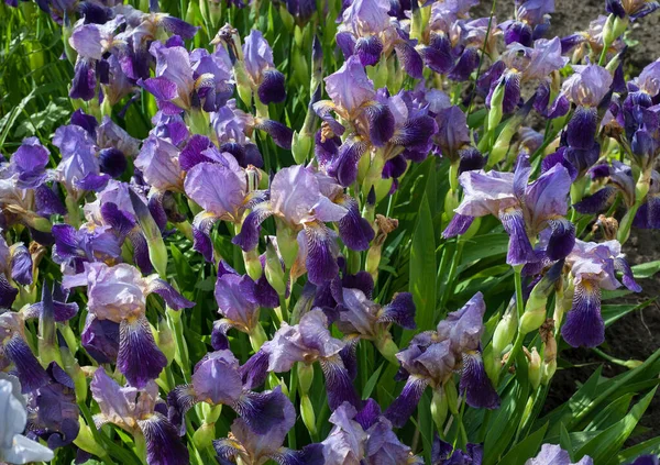 Güzel mor bahar çiçekleri, duvar kağıdı olarak kullanılabilir.