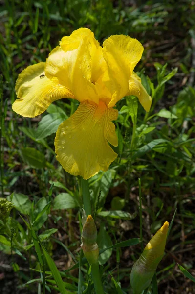 Beautiful Yellow Iris Springtime Blurred Blurred Background Close — Stock Fotó