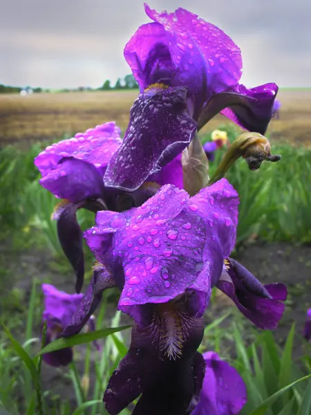 Mor Iris Seçici Odak Noktası Damlalı Çiçek Yaprakları Yakın Çekim — Stok fotoğraf