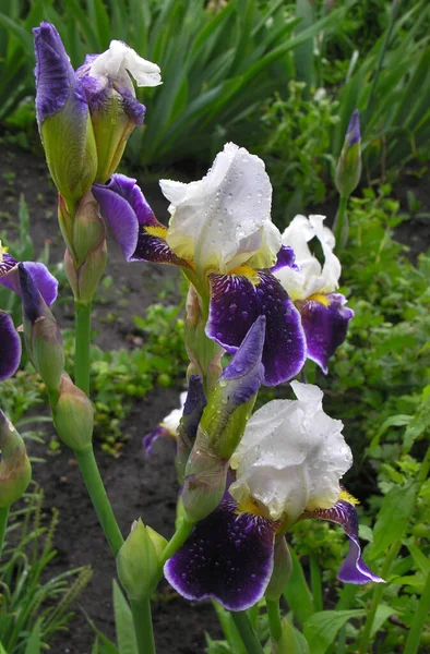Yağmurdan sonra yağmur damlaları Mor-beyaz iris seçici bir odak noktası olan bulanık bir arka plan, yakın çekim, varyete
