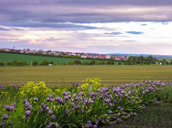 Varietal Purple Blue Iris Edge Field Close Village Evening Sky — Foto de Stock