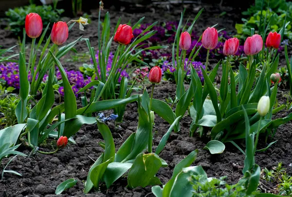 Bahçede güzel laleler yetişir. Bir laleye yaklaş. Yaz bahçesinde çeşitli çiçekler var.