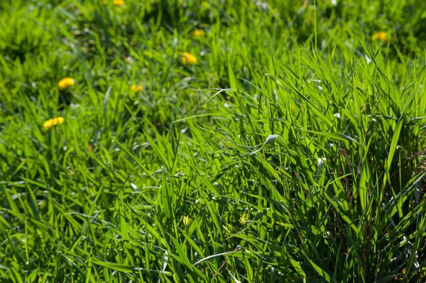 Green Spring Grass Meadow Young Juicy Blades Grass Sun — Stock Fotó