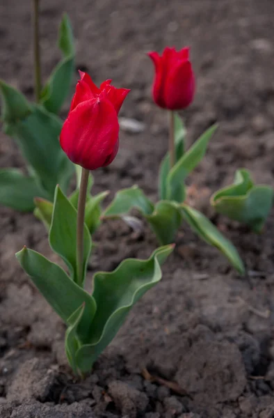 Czerwone Tulipany Rosną Ogrodzie Zbliżenie Tulipana — Zdjęcie stockowe