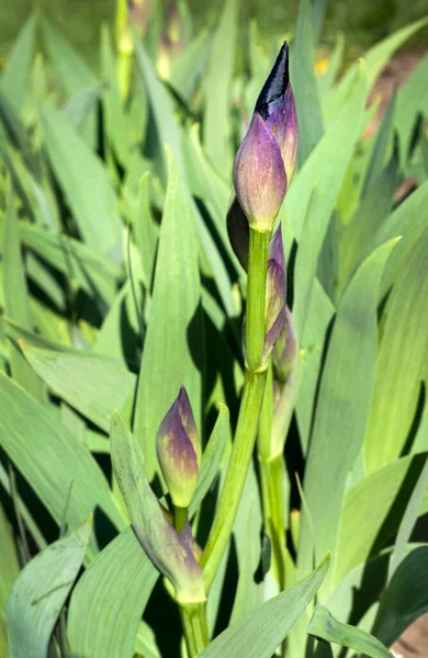 Mor süsen çiçekleri tomurcuklanır, bulanık arkaplanda çiçek açan göbekleri kapanır.
