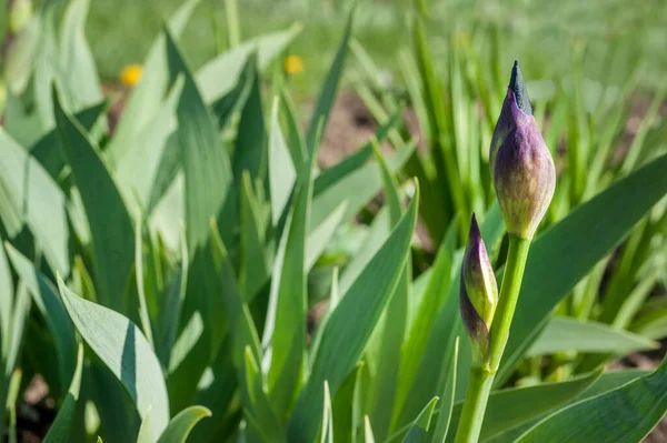 Paarse Irissen Knop Navels Van Bloeiende Bloem Detail Wazige Achtergrond — Stockfoto