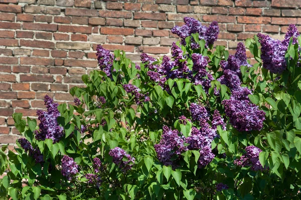 Paarse Struik Bloeit Een Baksteen Muur Achtergrond — Stockfoto