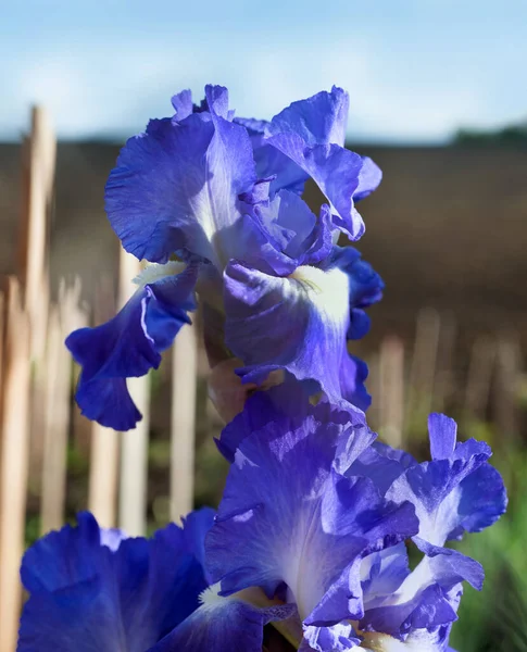 Mavi Mor Iris Çiçeklerini Kapat Mavi Arkaplan — Stok fotoğraf
