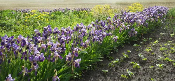 Irideae Purple Irises Garden Spring Sunny Day Gardening Flowers — Stock Fotó