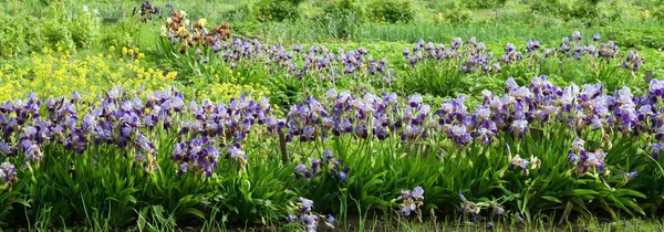 Irideae Paarse Irissen Tuin Lente Zonnige Dag Panoramisch Uitzicht — Stockfoto