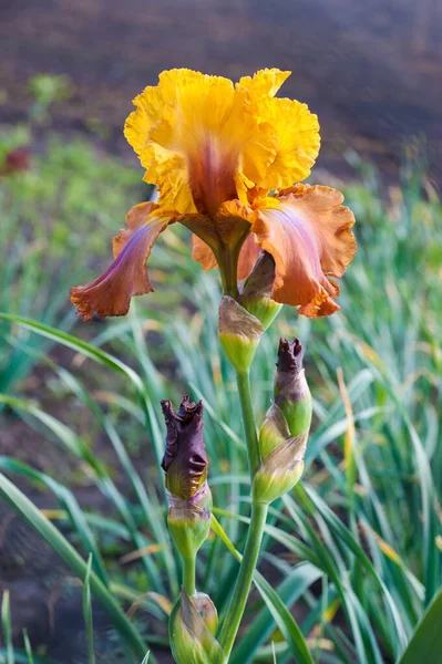Beautiful Terracotta Yellow Iris Varietal Selective Focus One Blurred Background — стоковое фото