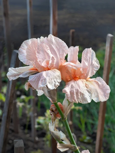 Creamy Bodily Pale Iris Varieta Selective Focus — стоковое фото