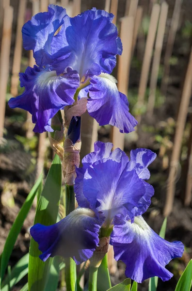 Primer Plano Flores Iris Azul Púrpura Fondo Borroso —  Fotos de Stock