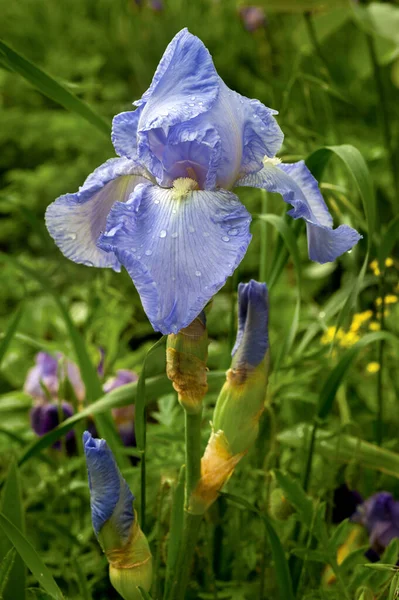 Mavi Rengin Çeşitli Irisleri Kapatın — Stok fotoğraf