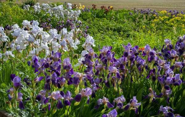 Irises Purple White Flowers Garden — Photo