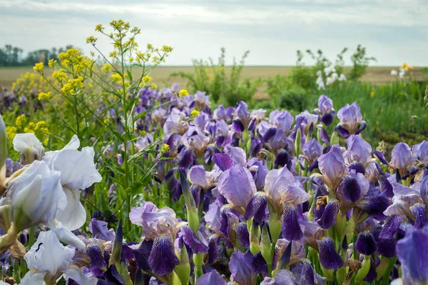 Irideae Paarse Irissen Tuin Het Voorjaar Zonnige Dag — Stockfoto