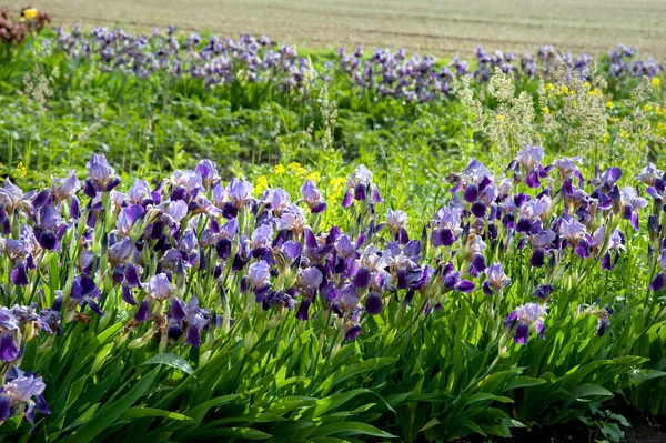 Irideae Purple Irises Garden Spring Sunny Day — Photo