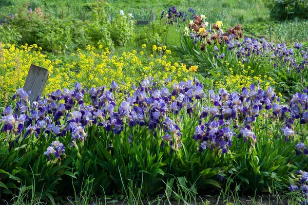 Beautiful Irises Foreground Purple Yellow Flowers — Photo