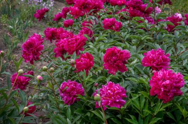 Güzel koyu kırmızı kraliyet şakayıkları bahçede