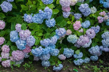 Güzel ortanca çalısı, çok renkli narin çiçekler.