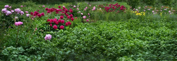 Beautiful Dark Red Pink Pions Garden Panoramic View — Photo