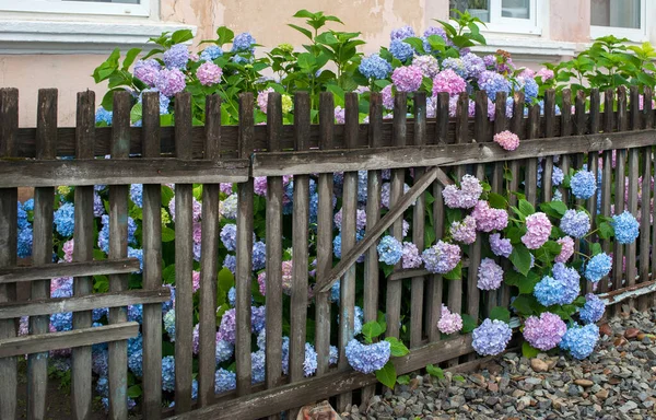 Hydrangea Flower Hydrangea Macrophylla Colorful Hydrangea Fence Garden — Stock Photo, Image