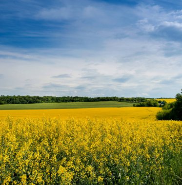 Mavi gökyüzü ile kolza tohumu olan arazi arazileri, kanola tecavüzü yeşil sanayi için bir bitkidir.