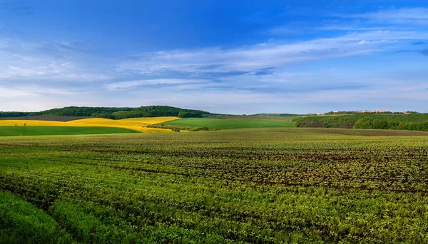 Planda Soya Fasulyesi Filizleri Kolza Tohumu Yeşil Tarlaların Panoramik Manzarası — Stok fotoğraf