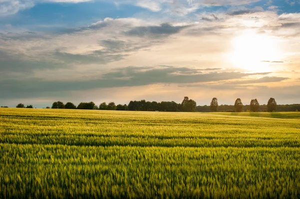 日落时美丽的风景 翠绿的黑麦和地平线上的树木 — 图库照片