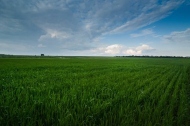 Güneşli bir günde panoramik manzara Yeşil kış buğday fideleri ve mavi gökyüzü.