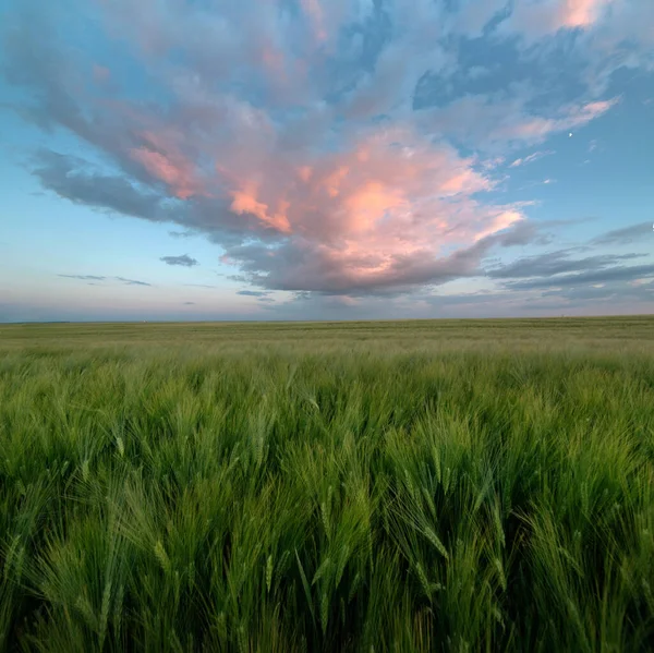 田野里的大块紫色粉红的云彩笼罩着碧绿的黑麦穗 — 图库照片
