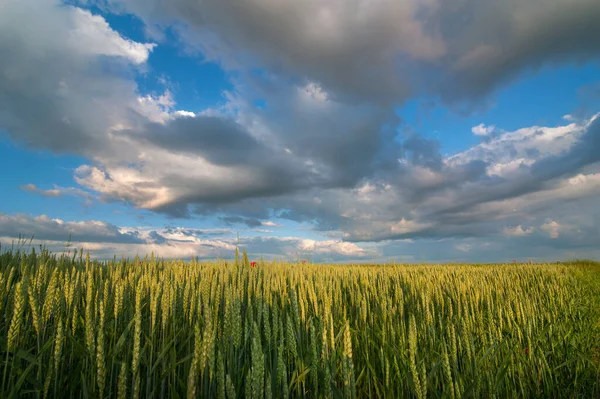 在一个阳光灿烂的夏天 在多云美丽的天空下 田里的青麦穗 — 图库照片