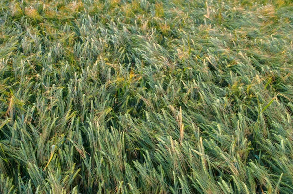 田里的黑麦绿色的耳朵 在俯瞰处闭合 — 图库照片