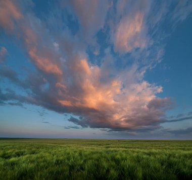 Büyük mor-pembe bulut akşam gökyüzü yeşil çavdar kulakları üzerinde tarlada